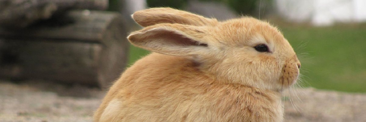 Weeding out the truth: No substance to DEA's claims of pot-crazed bunnies