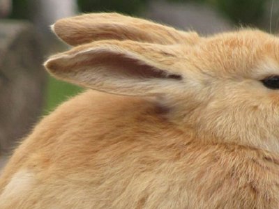 Weeding out the truth: No substance to DEA's claims of pot-crazed bunnies