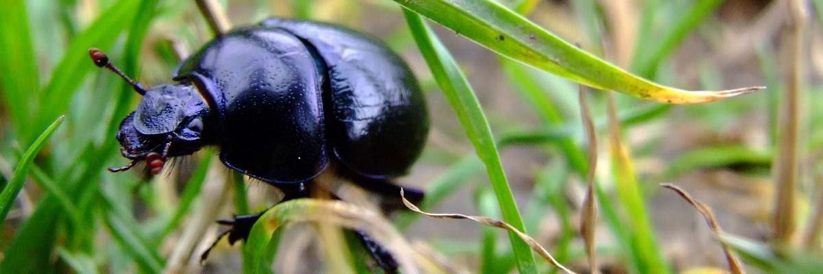 MuckRock needs your help to save the Redaction Beetle