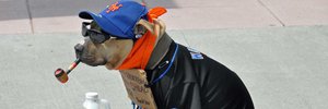 The Dog Data of New York