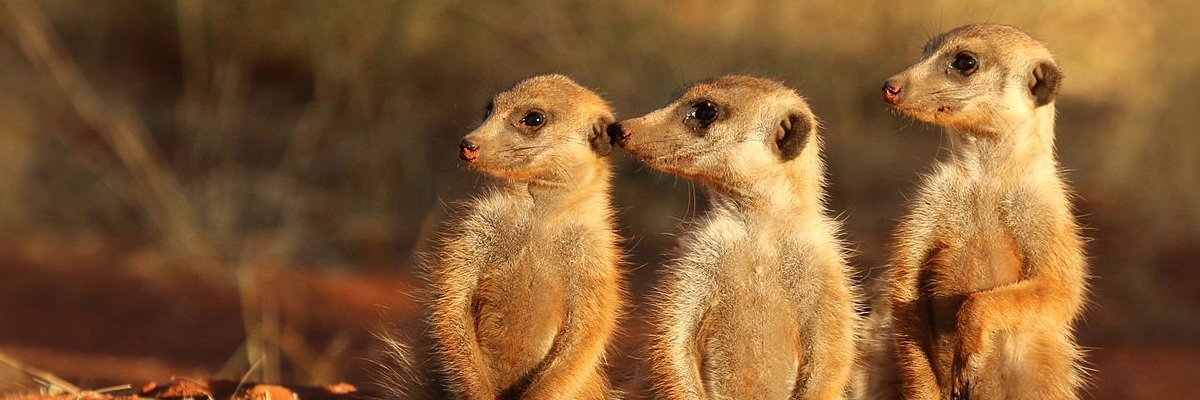 Parents refusal to get vaccine forced the Minnesota zoo to put down their meerkats