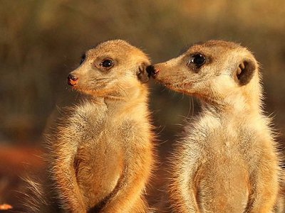 Parents refusal to get vaccine forced the Minnesota zoo to put down their meerkats
