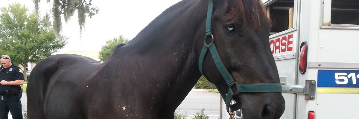 Jacob, the painting police horse that one Florida city claims "rivals Dali in terms of popularity”