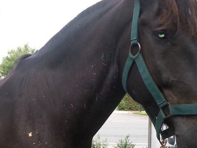 Jacob, the painting police horse that one Florida city claims "rivals Dali in terms of popularity”
