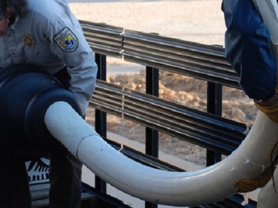 A warthog tooth here, an ivory crucifix there, and the occasional elephant skull
