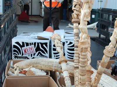 Walrus tusks can't go through airport security, even in plastic bags