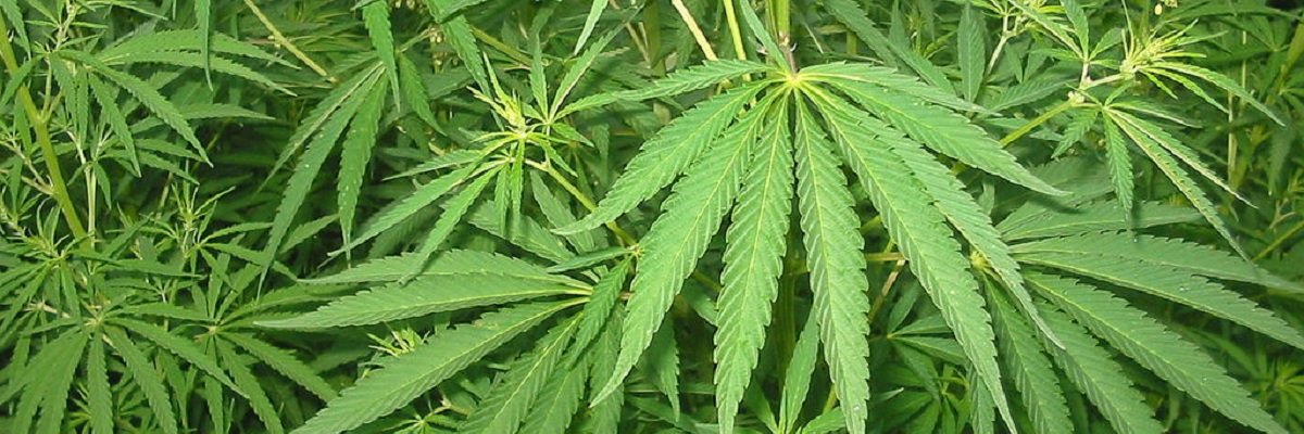 Taking a look a California's marijuana citation data, post-decriminalization