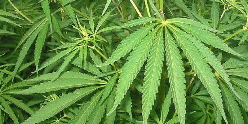 Taking a look a California's marijuana citation data, post-decriminalization