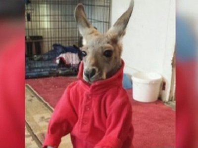 Police report details the kangariot in the Beaver Dam McDonald's