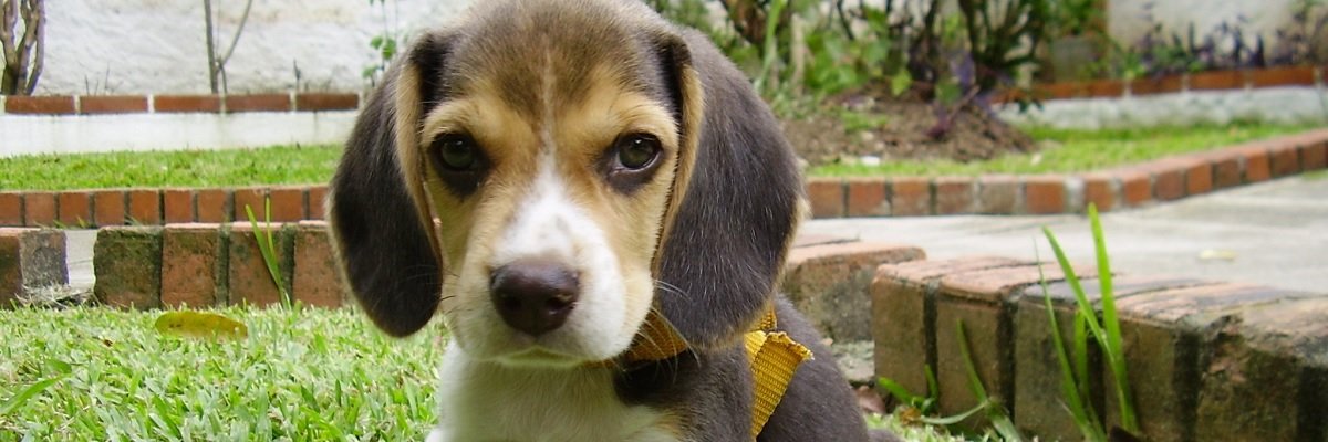 Does your dog have what it takes to be a part of the Beagle Brigade?