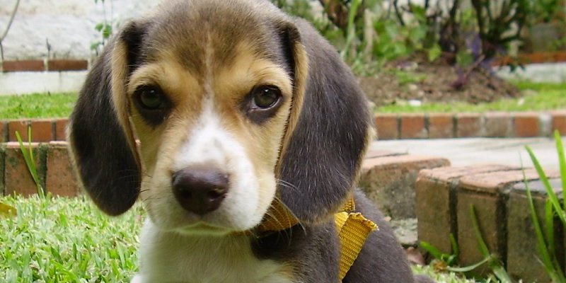 Does your dog have what it takes to be a part of the Beagle Brigade?