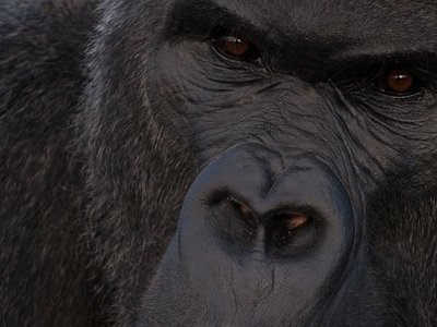 From strange phone calls to stick-figure sexcapades, college’s Harambe-mania escalated quickly