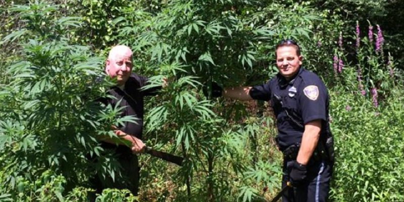 Raid on grandmother's pot plant funded by federal "Cannabis Eradication" program