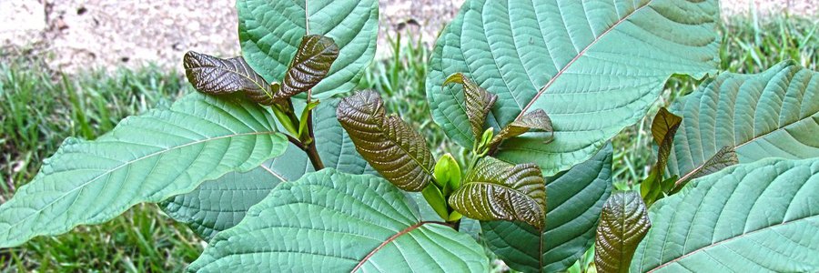 DEA refuses to release evidence backing Kratom ban