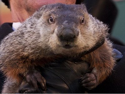 Did the mayor of New York assassinate a groundhog, and other shocking revelations from the #Groundhoghazi emails