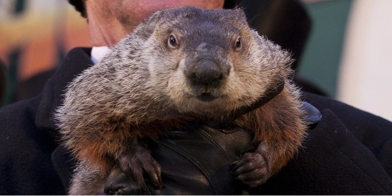 Did the mayor of New York assassinate a groundhog, and other shocking revelations from the #Groundhoghazi emails
