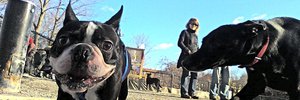 Boston is a city for the dogs