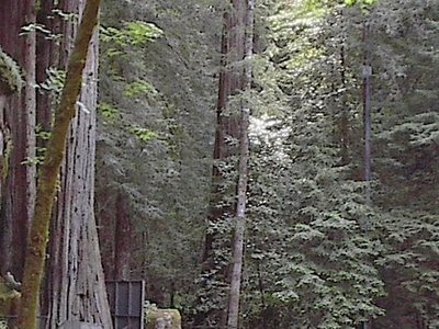 That time a CIA director told a mustache joke at Bohemian Grove