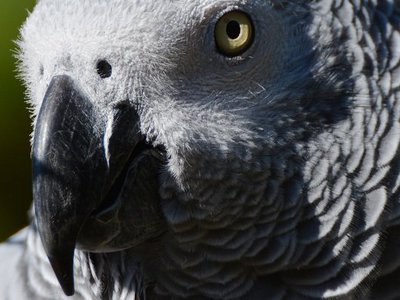 FBI files on John Lennon's New Left turn up foul-mouthed parrots and bad b.o.