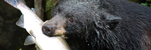 Cooking with FOIA: New Jersey's Black Bear Recipe Guide