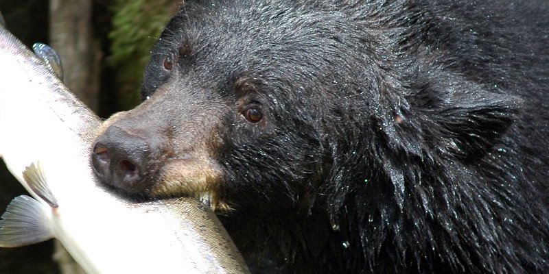 Cooking with FOIA: New Jersey's Black Bear Recipe Guide