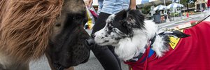 Help track down America’s favorite dog names and breeds