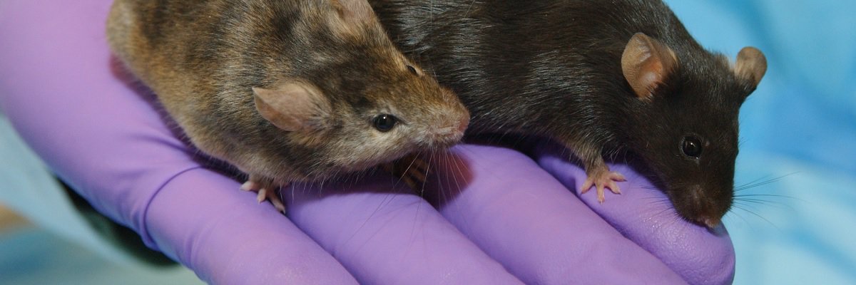 New bill in California aims to tighten up animal research reporting at the  state level • MuckRock