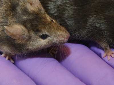 New bill in California aims to tighten up animal research reporting at the state level