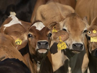 This week’s FOIA round-up: USDA adopts a new "hands-off" animal welfare policy, ICE is putting mentally ill migrants in solitary confinement, and an L.A. official was paid by an agency he was lobbying