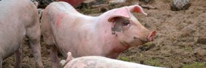 EPA lacks information on nearly 10,000 farms it’s tasked with regulating