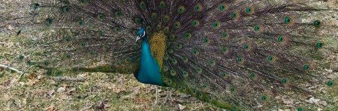 Help us release records for loose peacocks in Massachusetts.