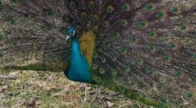 Help us release records for loose peacocks in Massachusetts.