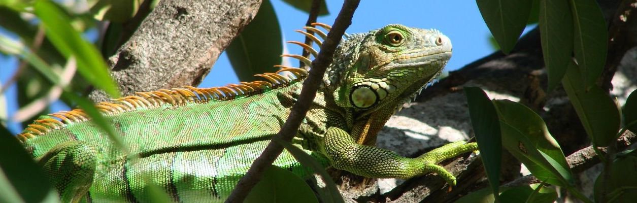 This week’s FOIA roundup: Millions for Cali DMV from personal info sales, DHS is disappearing FOIA requests, and $75,000 for e-mails on iguana killing