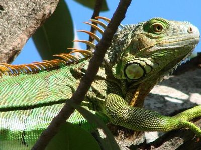 This week’s FOIA roundup: Millions for Cali DMV from personal info sales, DHS is disappearing FOIA requests, and $75,000 for e-mails on iguana killing