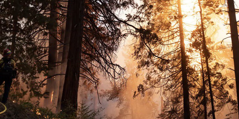 Firefighters battle the Mosquito Fire near Foresthill, California on September 7, 2022. Photograph: Andrew Nixon/CapRadio