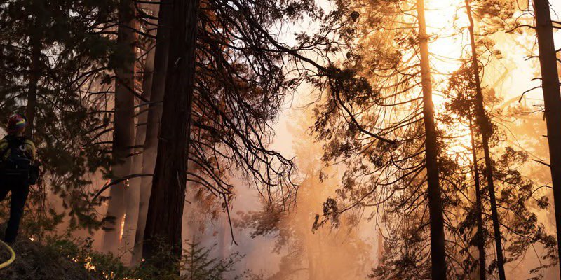 Firefighters battle the Mosquito Fire near Foresthill, California on September 7, 2022. Photograph: Andrew Nixon/CapRadio