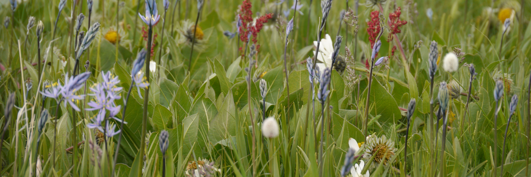 Spring scene on the Camas Prairie close to Fairfield, Idaho, Sawtooth National Forest.