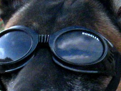 How a study on dog ESP led to the development of the military's psychic soldier program