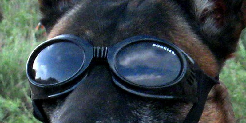 How a study on dog ESP led to the development of the military's psychic soldier program