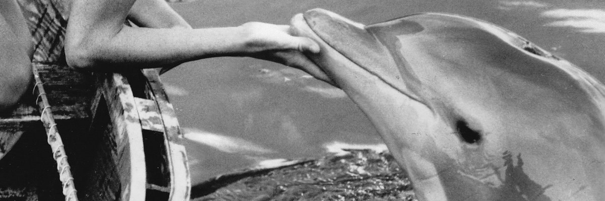 New Jersey rejects request for dolphin necropsy results, citing "medical privacy"