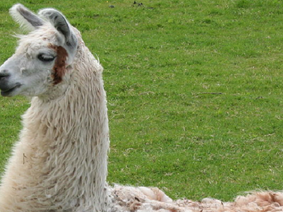Sun City's llama drama