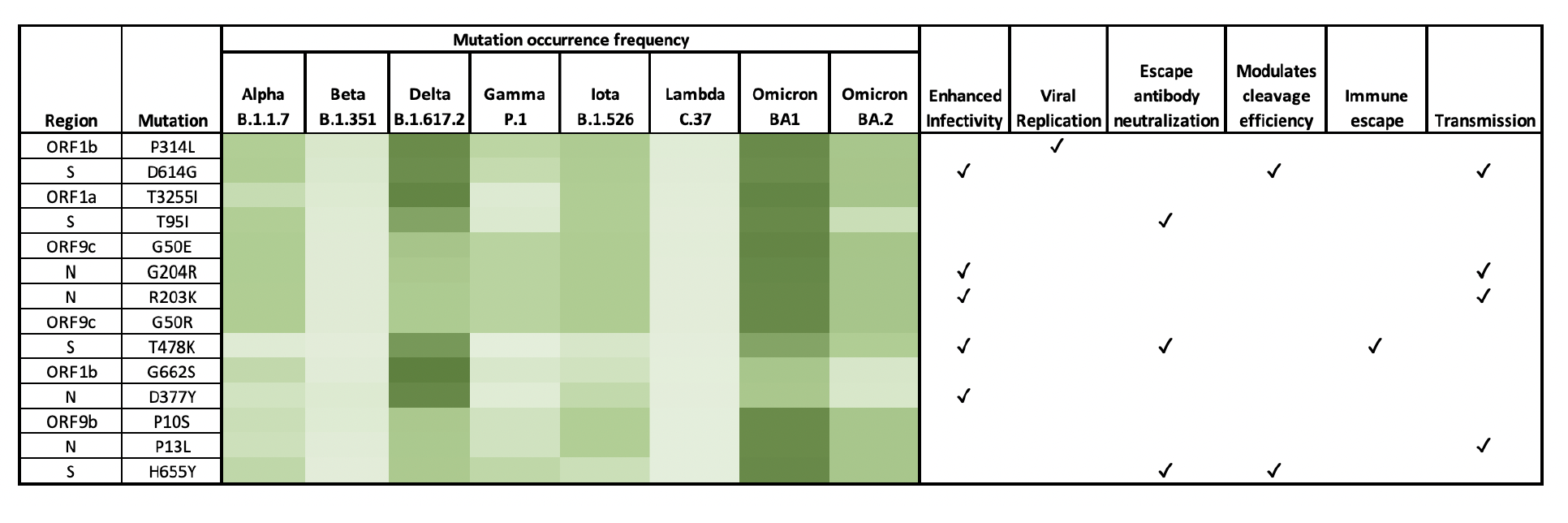 Table showing a heatmap of the function and incidence intensity of the most frequently occurring COVID-19 amino acid mutations in order of decreasing incidence from top to bottom. A darker color indicates a higher frequency of occurrence of the mutation.